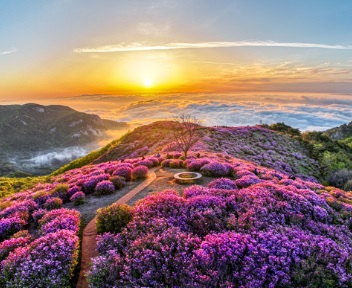 2025 합천 황매산 철쭉제 일정 총정리 및 철쭉 개화현황