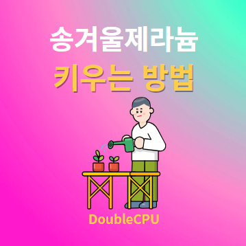 송겨울제라늄 키우기 물주기