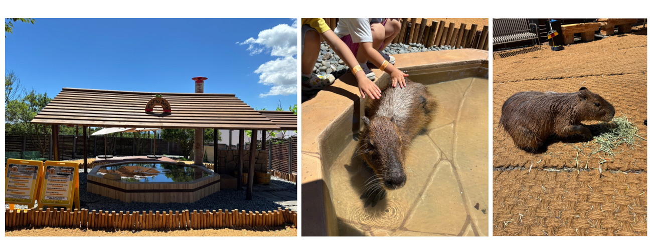 제주 모모쥬 동물체험, 아이와 힐링 가능한 이유?