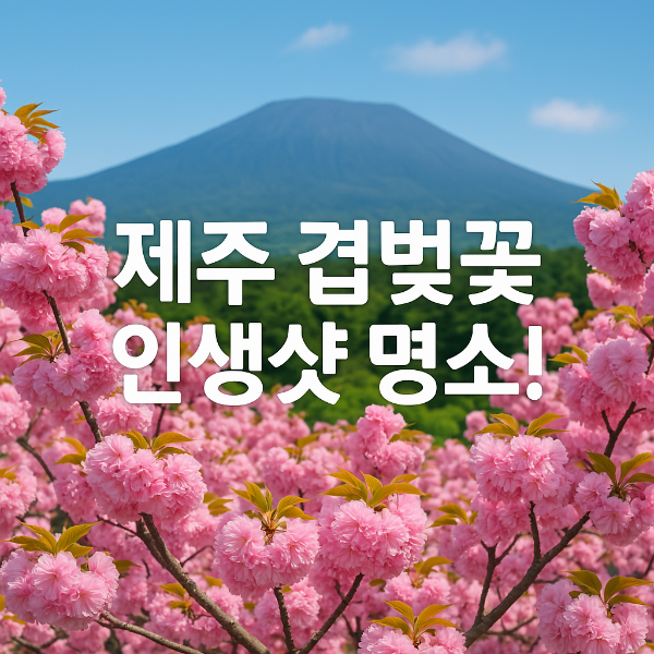 제주겹벚꽃 #제주여행 #제주봄꽃명소 #제주도겹벚꽃 #제주사진맛집 #4월제주여행 #겹벚꽃명소 #제주시겹벚꽃 #서귀포겹벚꽃 #제주봄여행추천