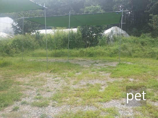 경기-파주-느티나무-그늘아래-캠핑장-예약-방법-애견-동반-가격-주소-시간-후기