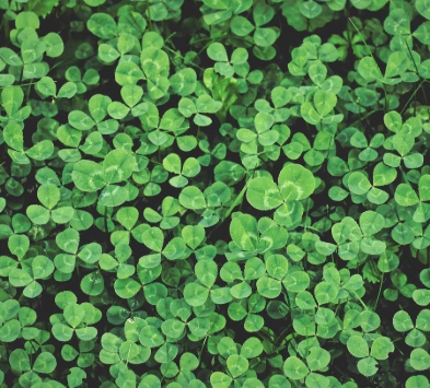 가을에 피는 꽃 토끼풀