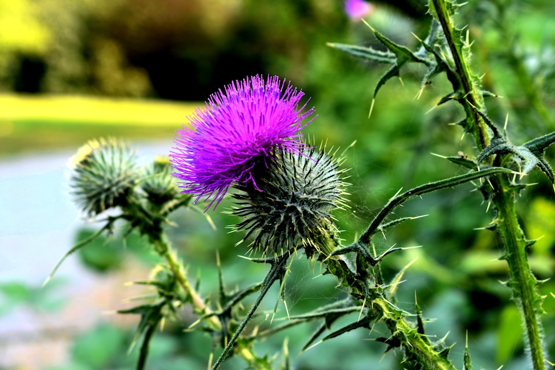 Milk Thistle