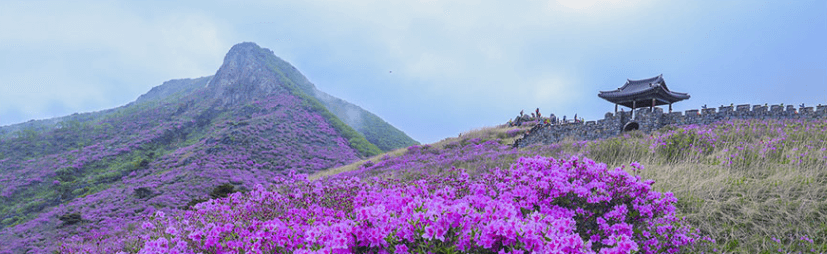 황매산 철쭉축제 기간