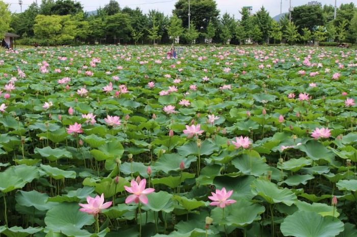 세미원에 가득핀 연꽃