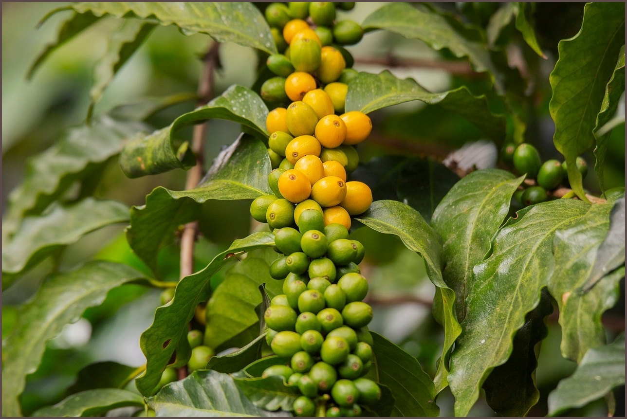 아반떼 하이브리드 가격