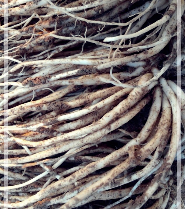 삼채의 효능, 재배법, 그리고 삼채환