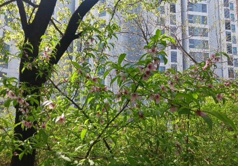 복사꽃 특징과 이름의 유래, 봄날 가지 위에 번지는 부드러운 분홍빛