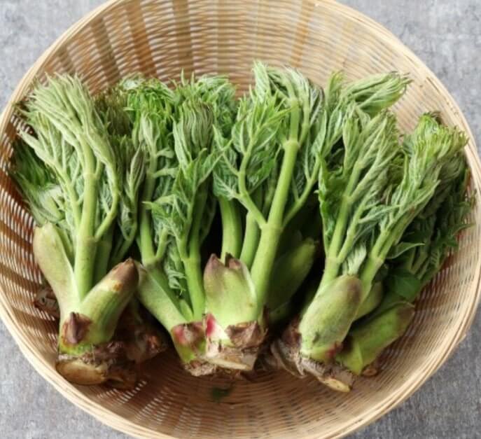 두릅