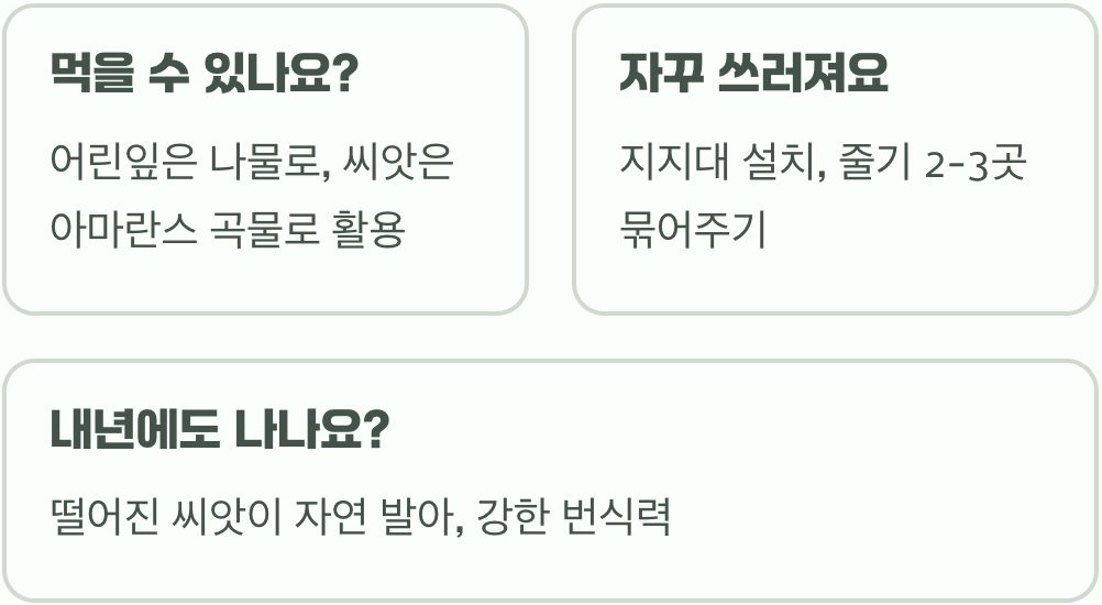 이국적인 정원의 완성, 줄맨드라미 키우기 A to Z