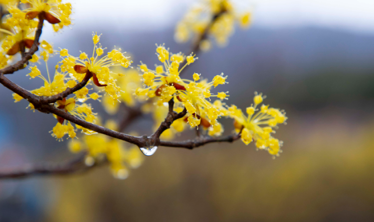 구례 산수유축제