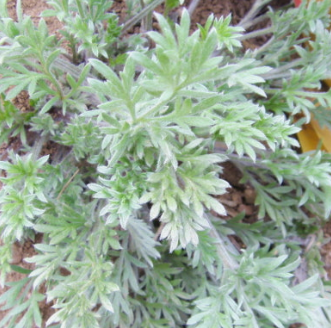 쑥 효능 부작용 칼로리 요리