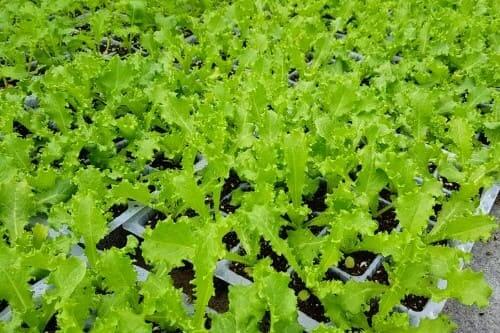 치커리-재배법-모종-심는시기-정식시기-모종심기-수확시기