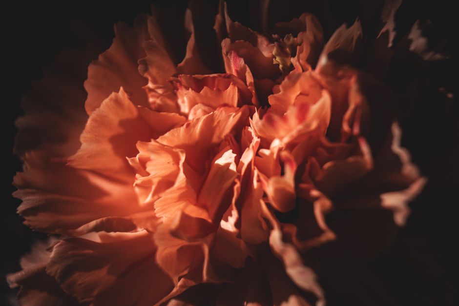Intimate close-up of a carnation flower showcasing its delicate petals in warm lighting.