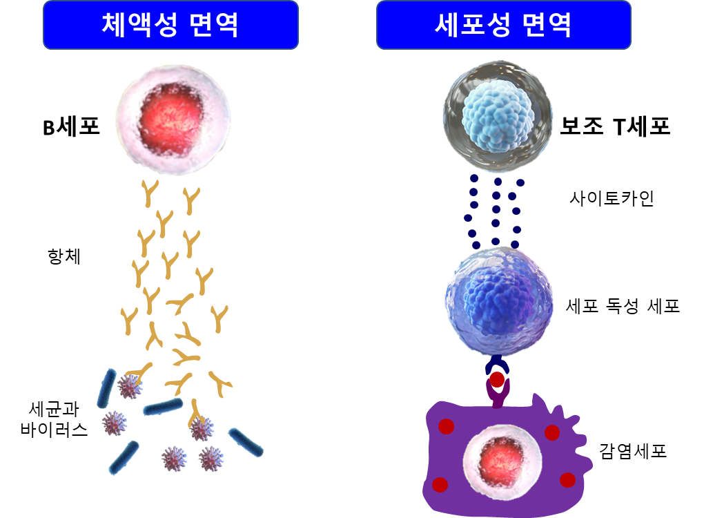 B세포 T세포