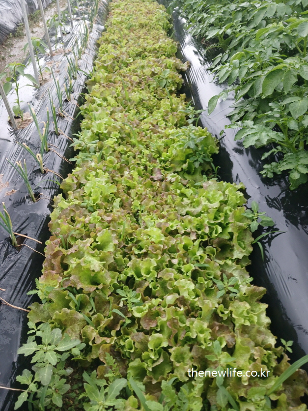 Crinkled red lettuce with vivid texture and moisture droplets on each leaf surface-오돌토돌한 질감이 특징인 진홍빛 상추 – 잎마다 맺힌 물방울이 신선함을 더하는 이미지