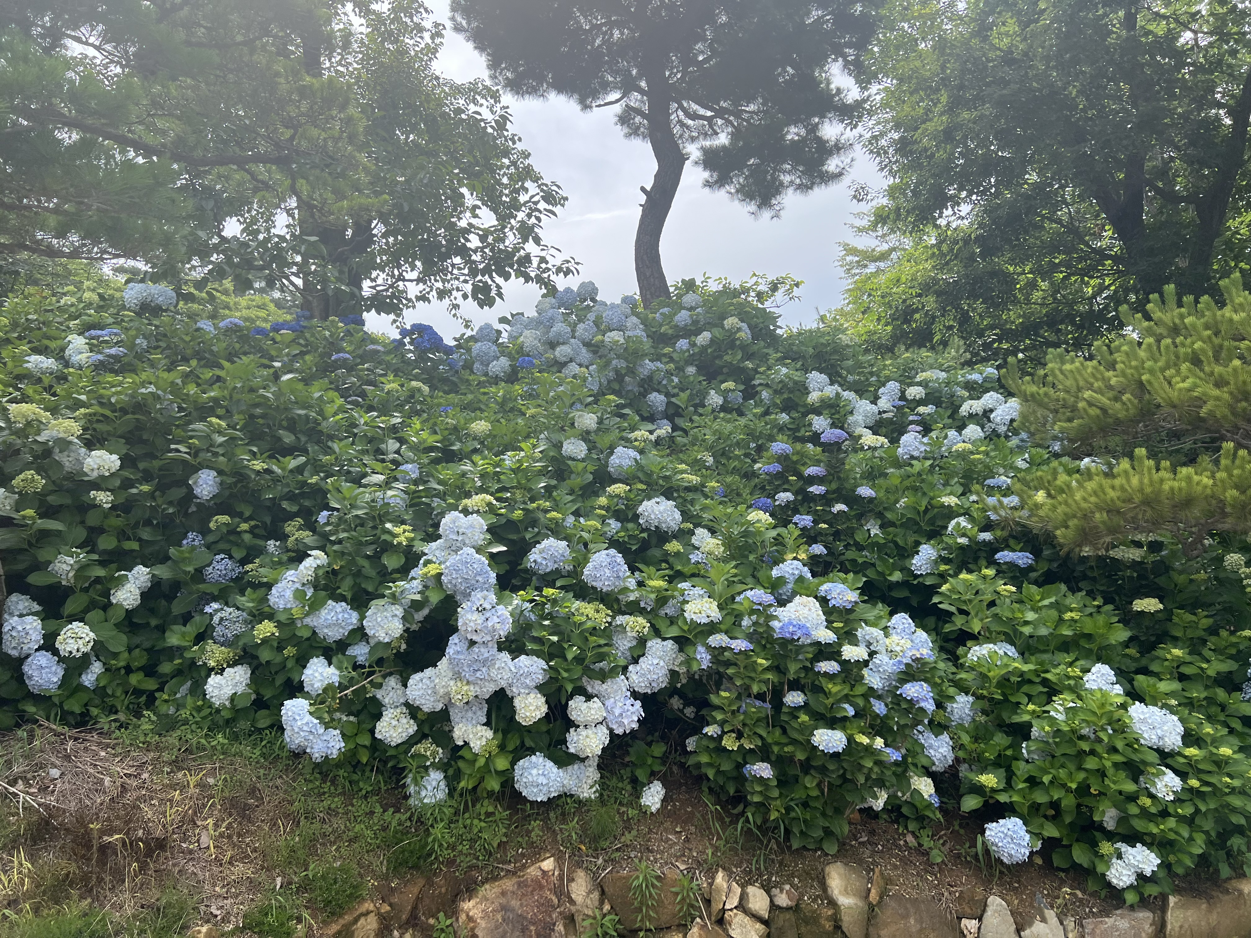 어실정원 시작카페, 양산카페, 양산가볼만한곳, 양산아이와가볼만한곳, 어실정원, 양산어실정원, 양산 수국카페
어실정원 실시간개화
