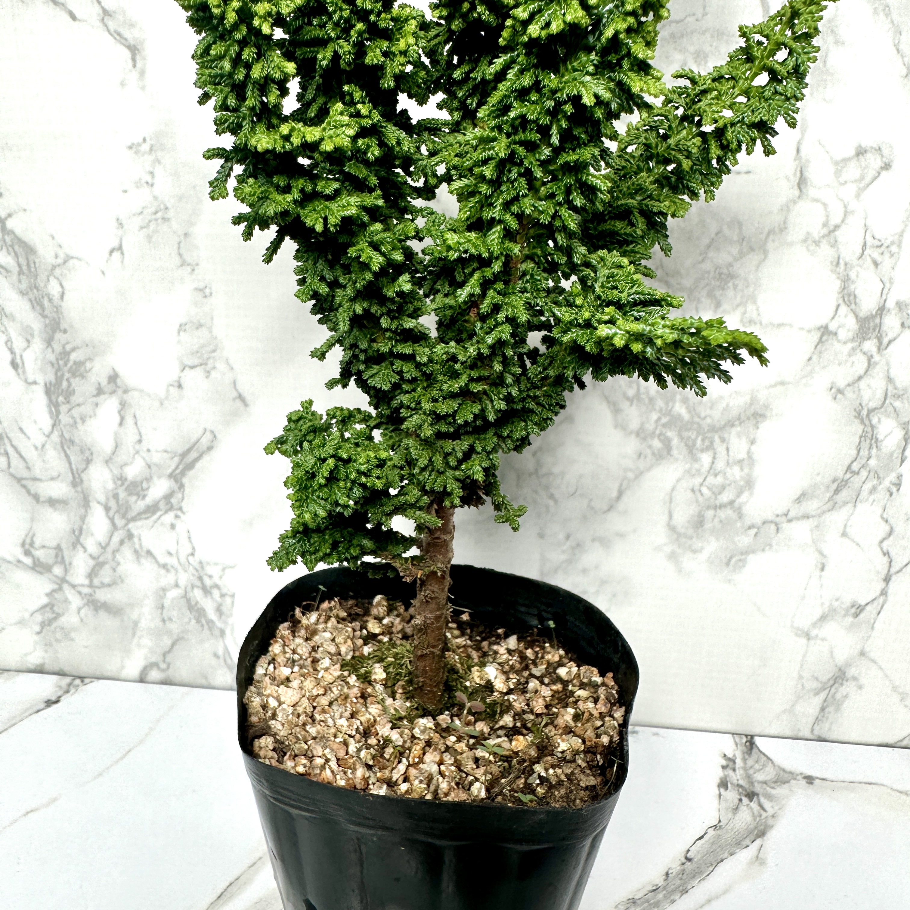 석화회 키우기 나무 분재 삽목