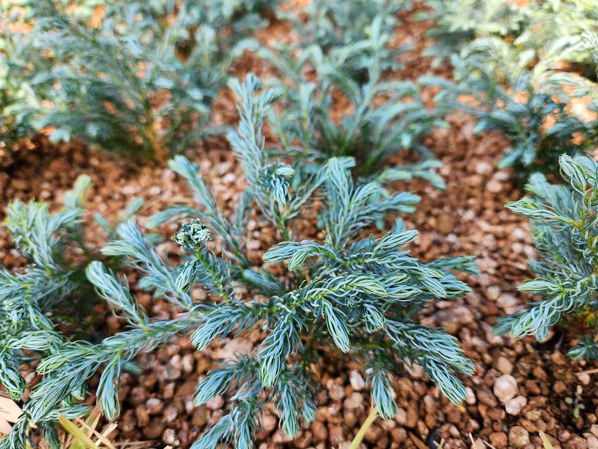 블루바드 화백나무