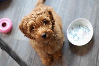 강아지 식탐 조절 방법 - Dog’s Overeating Habit