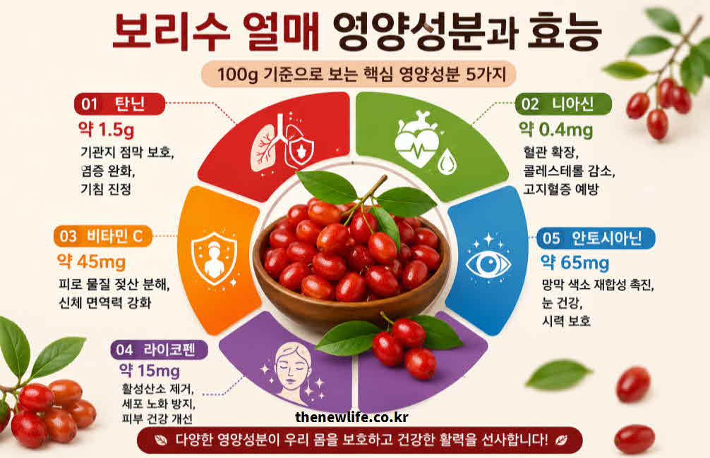 보리수 열매 효능 영양성분