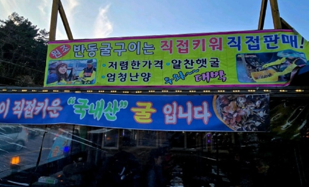 굴직접키워-직접판매-창원-굴구이