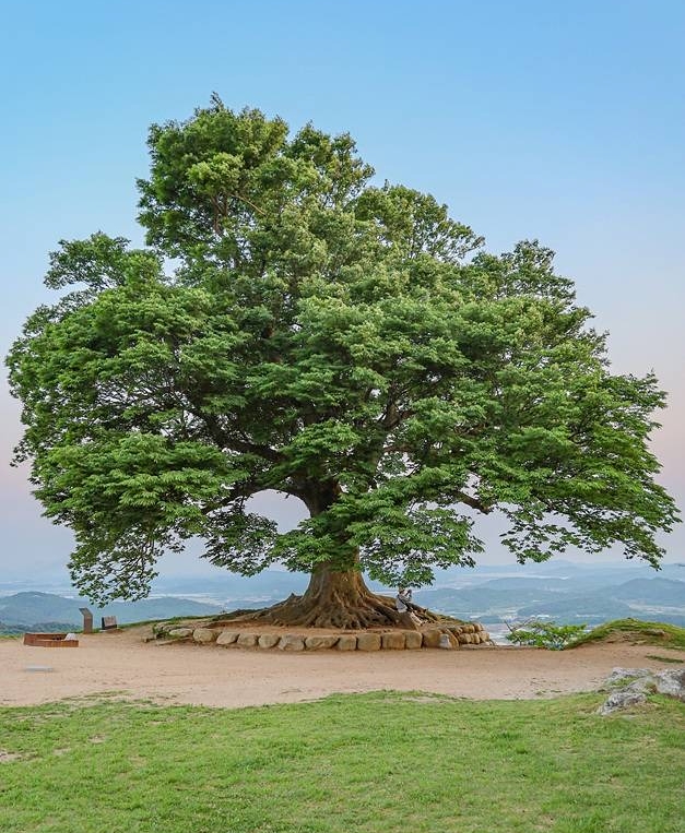 성흥산 사랑나무