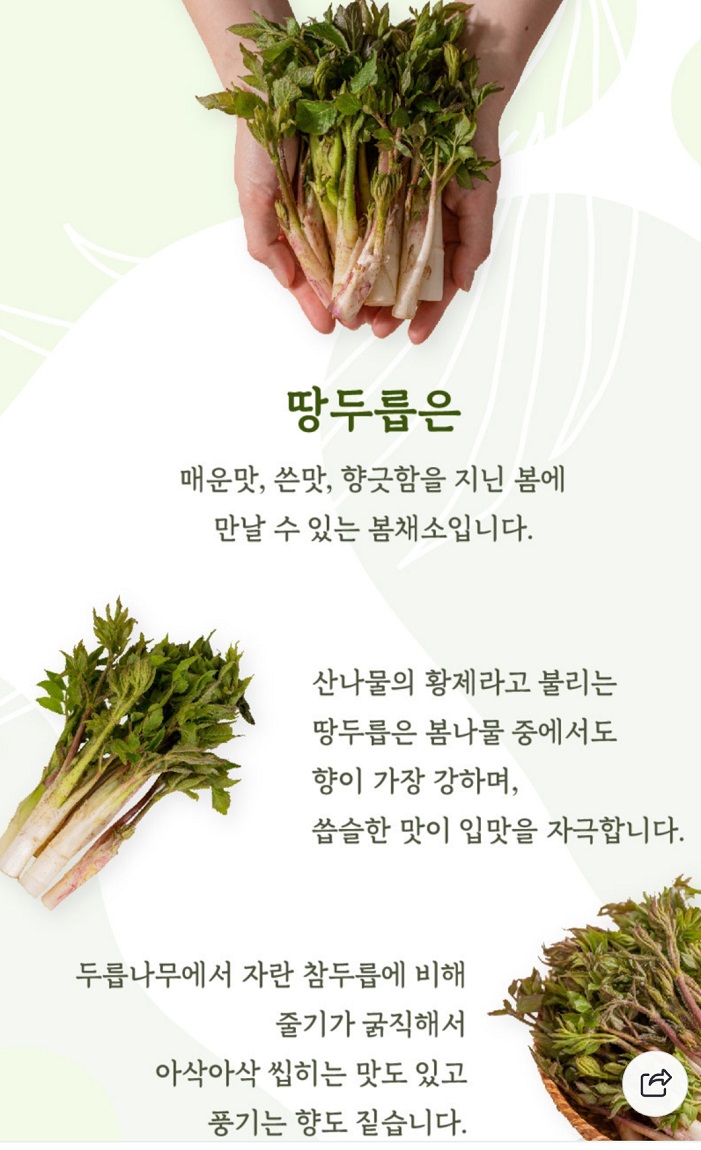 땅두릅-두릅과차이점