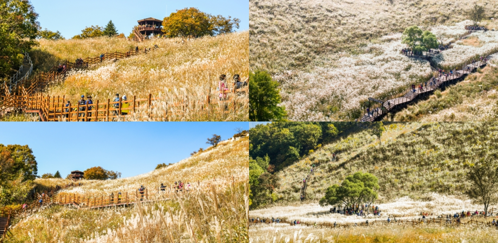 명성산 억새꽃축제 기간