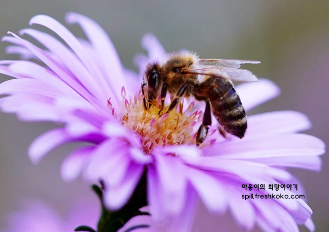 벌화분의 효능