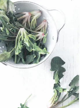 치매예방 시금치