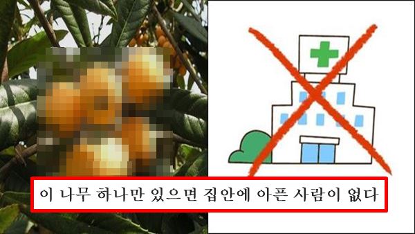비파 효능