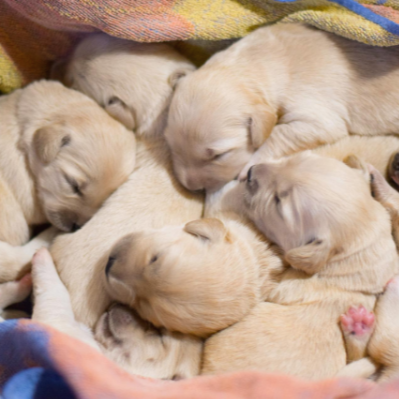 옹기종기 모여 잠자고 있는 새끼 강아지들
