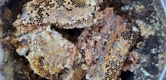 석청꿀 효능 7가지 보관방법 섭취 시 주의사항에 대해서 알아보기_15