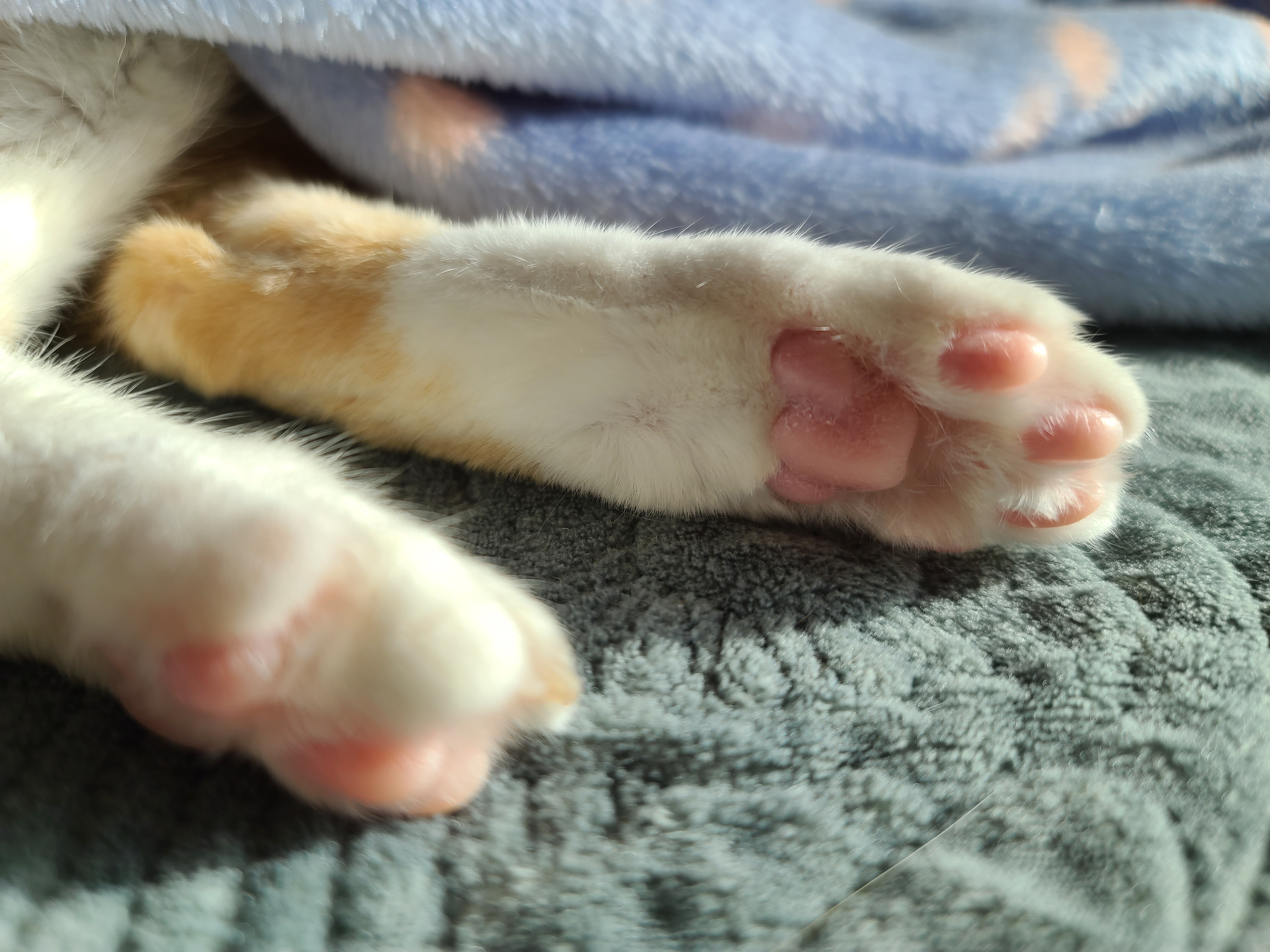 치즈냥이 호야의 시선강탈 (feat.치명적인 젤리)