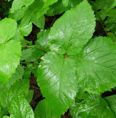 곰취나물 효능 부작용 고르는법 먹는법 칼로리