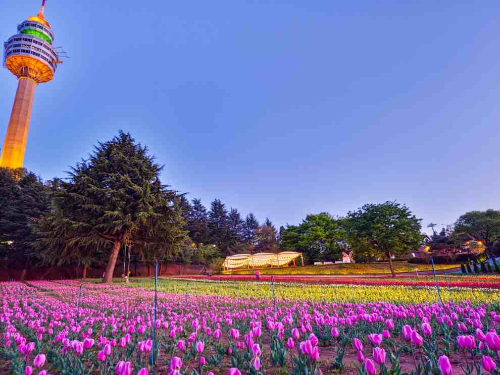 이월드 튤립트래블