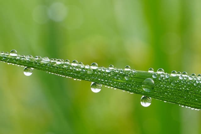 천연 접착제의 과학 : 아교 · 풀 · 쌀풀의 비밀
