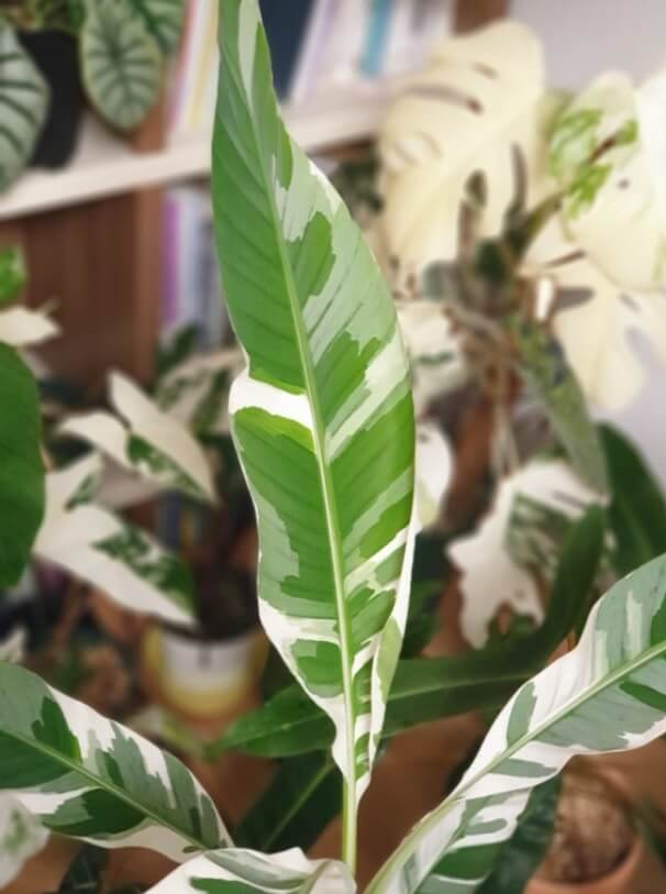 흰무늬바나나는 수채화 물감을 뿌려놓은 듯한 섬세하고 큰 잎이 매력적인 잎을 가진 식물입니다. 잎은 매우 크게 자라며&#44; 아름다운 무늬로 인해 키우는 재미가 있는 식물입니다.