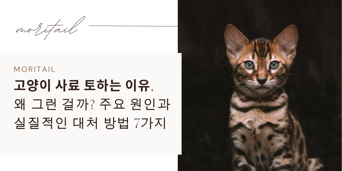 고양이 사료 토하는 이유, 왜 그런 걸까? 주요 원인과 실질적인 대처 방법 7가지