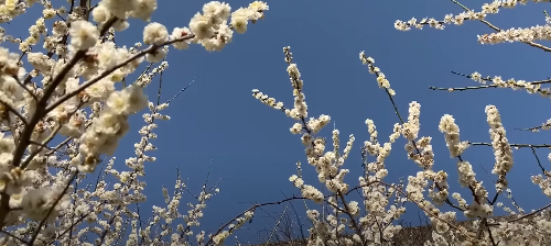수도권 봄꽃 여행지, 봄꽃 축제