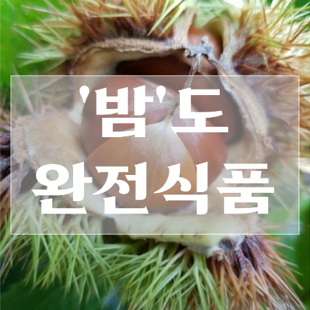밤효능