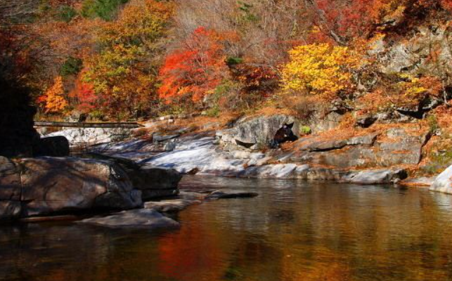 2025 오대산 단풍 절정 시기 공개! 가을 일정 & 인기 등산 코스 TOP 5
