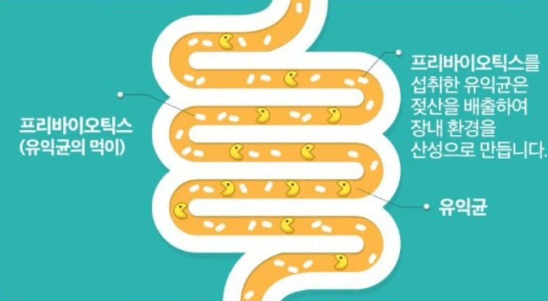 프리바이오틱스와 프로바이오틱스 차이점