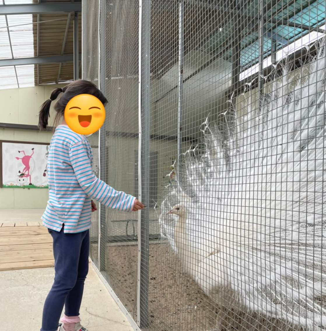 개과천선의 여행정보_강원도 홍천 동키마을 방문 후기 및 정보 (가족 나들이, 아이들과 나들이, 홍천 가볼만한 곳)