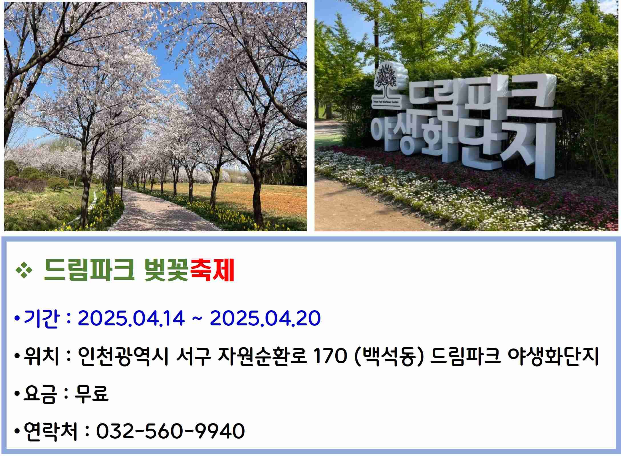 드림파크 벚꽃축제
