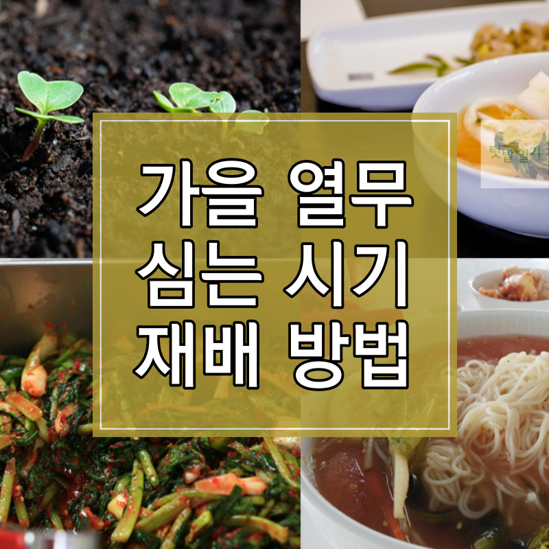 가을 열무 심는 시기 및 재배방법 알아보기 썸네일