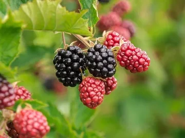 복분자_열매_사진