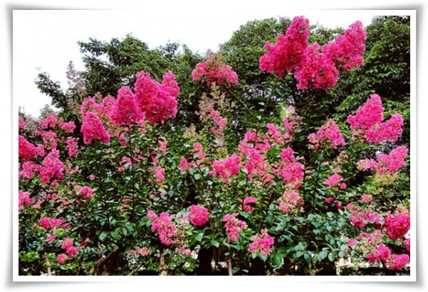 화초 "배롱나무" 한여름 100일 동안 피어나는 정원의 보석!