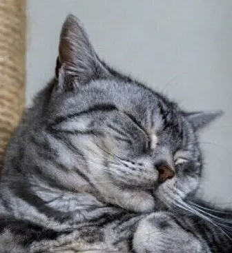 아메리칸 쇼트 헤어의 특징과 기르는 방법